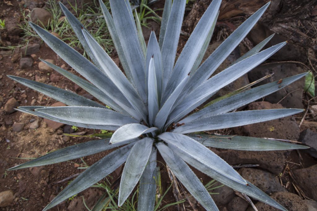 This is a blue agave plant used to make blanco tequila, reposado Tequila  and anejo Tequila. Great agave makes great tequila makes great Tequila cocktails
