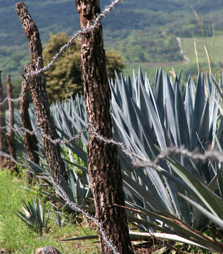 Tres Agaves - The Tequila Valley