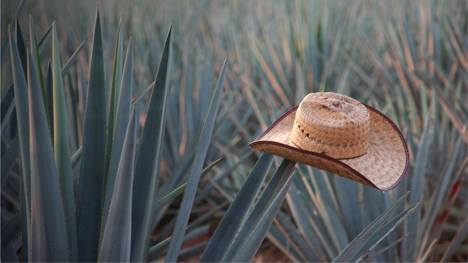 Agave Hat image