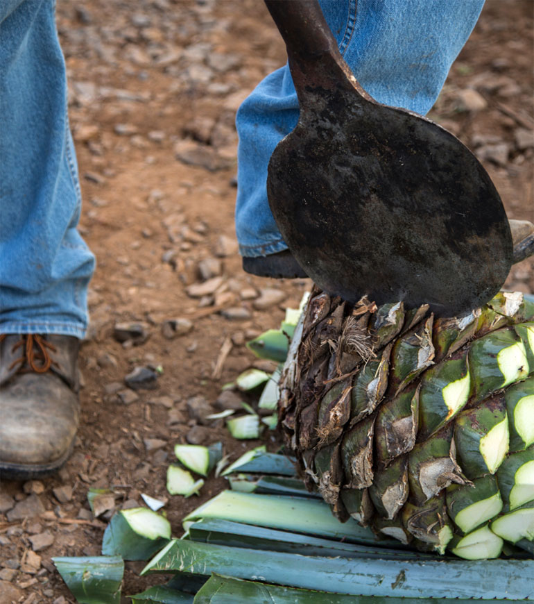 Tres Agaves - How We Make Tequila - Agave