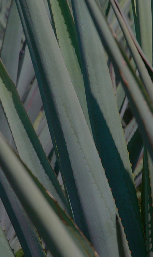 Tres Agaves Ingredients - Agave