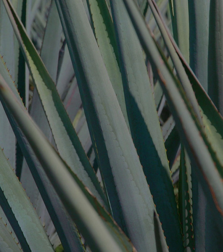 Tres Agaves Ingredients - Agave